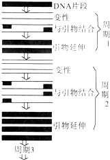 工艺类制品与PCR扩增仪的操作步骤详解